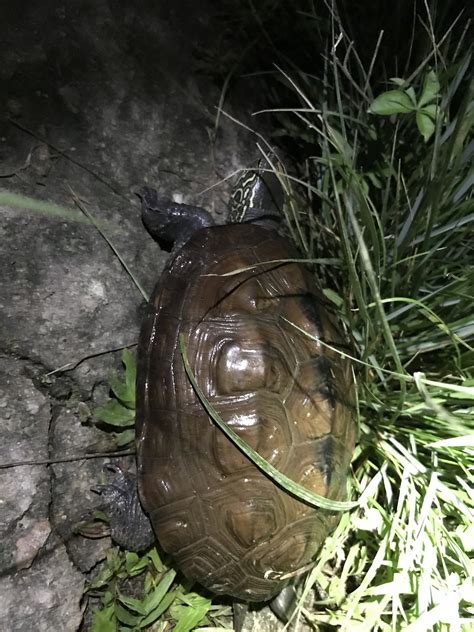 烏龜花紋|Mauremys reevesii (Gray, 1831) 